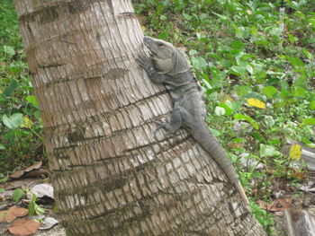 Bird perching on tree