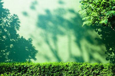 Plants growing on land