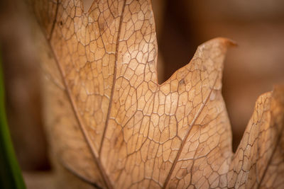 Close-up of dry leaf on tree