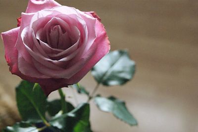 Close-up of rose