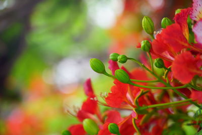 Close-up of red flowering plant