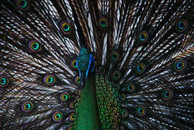 Full frame shot of peacock