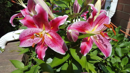 Close-up of pink flower