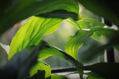 Close-up of fresh green leaves