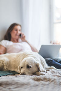 Close-up of dog lying while woman with laptop using phone on bed at home