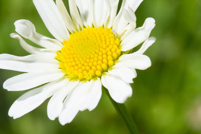 Close-up of white flower