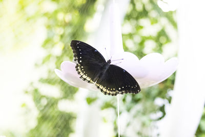 Close-up of butterfly pollinating on flower