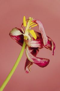 Close-up of wilted flower against red background