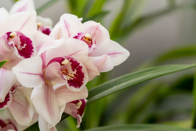 Close-up of pink flowering plant