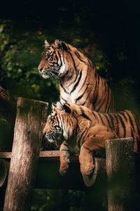 Cat sitting on wood in zoo