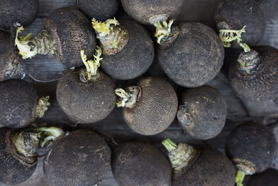 Directly above shot of black radish for sale
