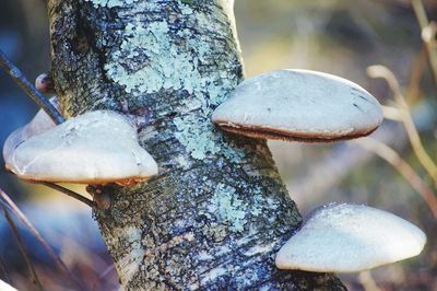 Close-up of mushroom growing on tree trunk