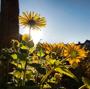 Close-up of sunflowers blooming on field against clear sky