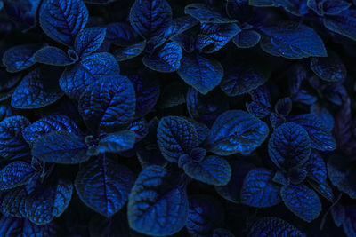 Full frame shot of leaves at night