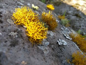 High angle view of yellow flower on rock