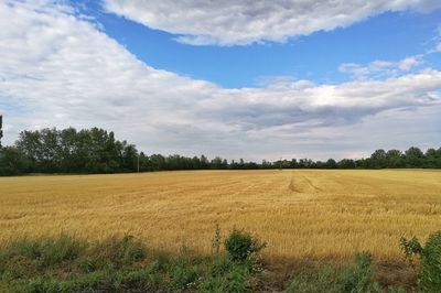 Scenic view of field against sky