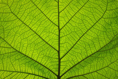 Extreme close up background texture of backlit green leaf veins