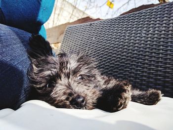 Close-up of dog sleeping