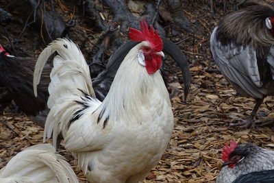 Rooster on field