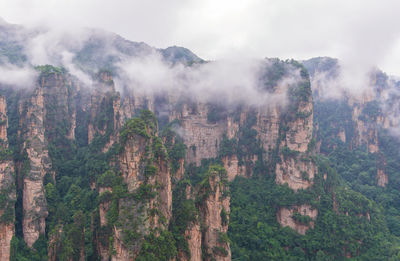 Scenic view of forest against sky