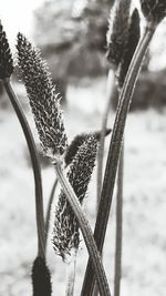 Close-up of plant against blurred background