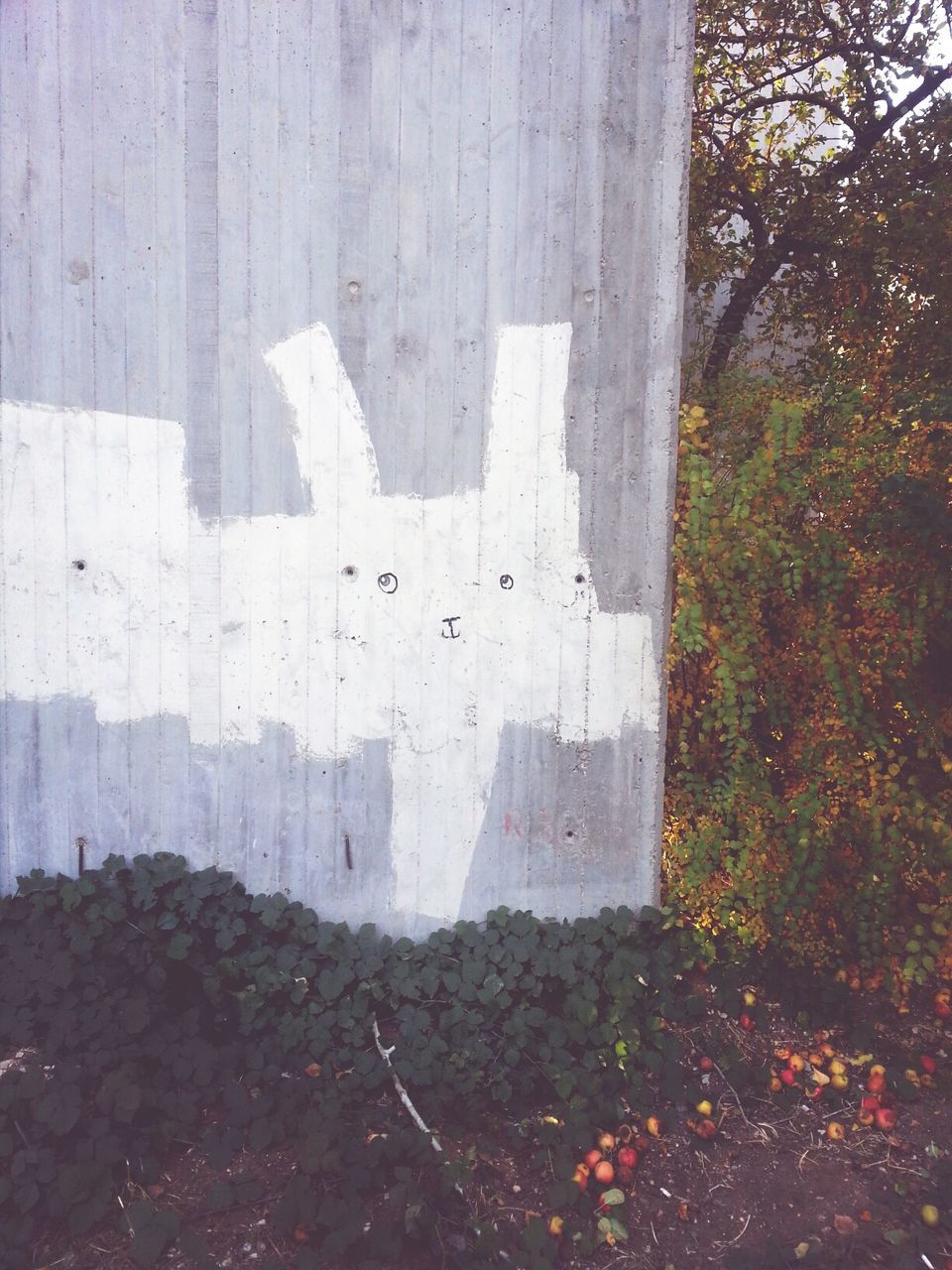 tree, wall - building feature, day, tree trunk, no people, growth, outdoors, text, built structure, communication, western script, nature, plant, sunlight, architecture, textured, wall, white color, shadow, graffiti