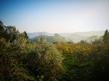 Scenic view of trees against clear sky