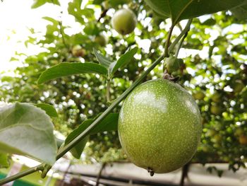 Close-up of fruit growing on tree