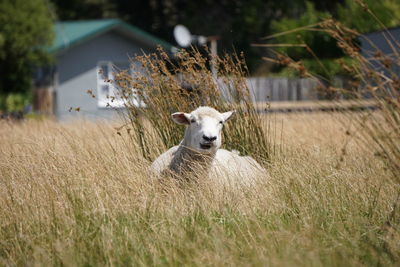 Dog in a field