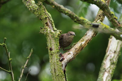 Close-up of a bird perching on branch