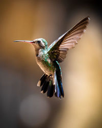 Close-up of bird flying