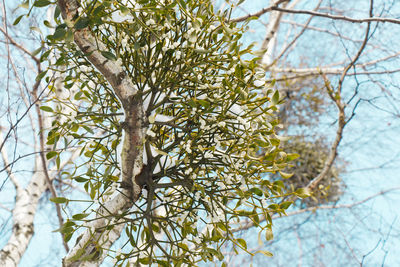 Low angle view of flowering tree against sky during winter