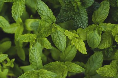 Close-up of green leaves of morocco mint or maghrebi mint tea leaves in nature garden