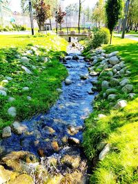View of plants growing in water