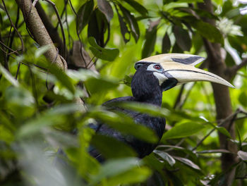 Close-up of hornbill bird on branch