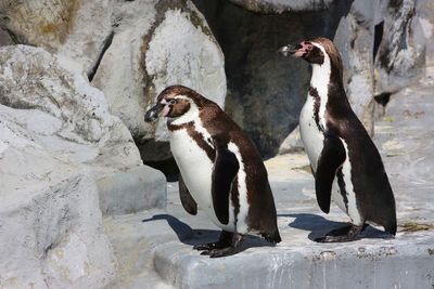 Side view of two birds on rock