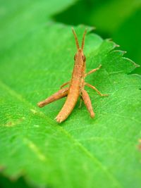 Close-up of insect on leaf