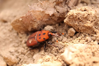 Close-up of ladybug