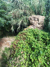 Plants growing on rocks in forest