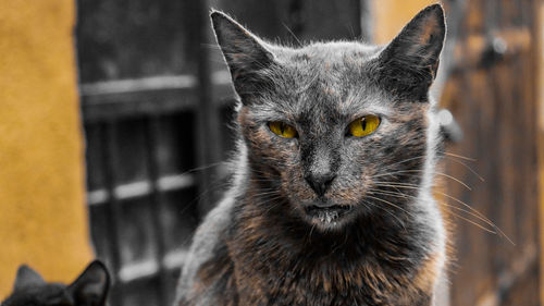 Close-up portrait of a cat