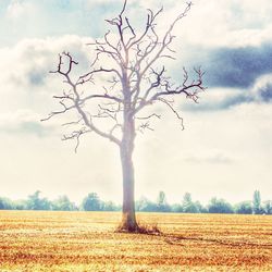 Trees on field against cloudy sky