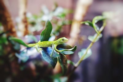 Gecko on plant growing outdoors