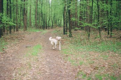 Dog walking in forest