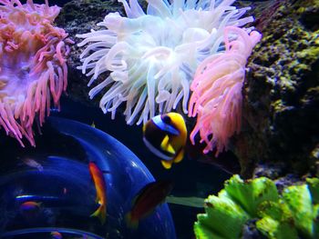 Close-up of fish swimming in sea