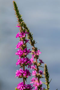 Close-up of pink flowering plant against sky