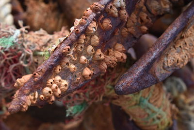 Close-up of dead plant