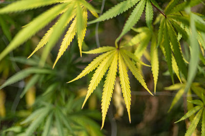 Close-up of fresh green plant