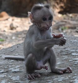 Baby monkey close up