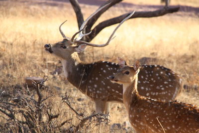 Deer in a field