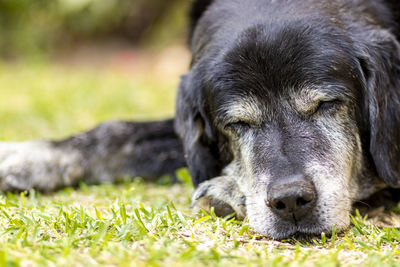 Close-up portrait of a dog lying on field